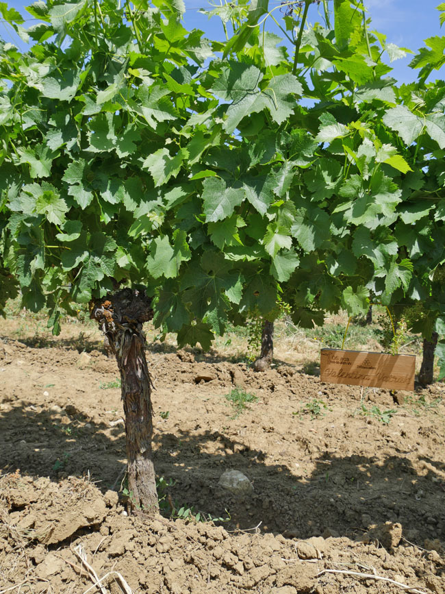 Виноградник на урожай